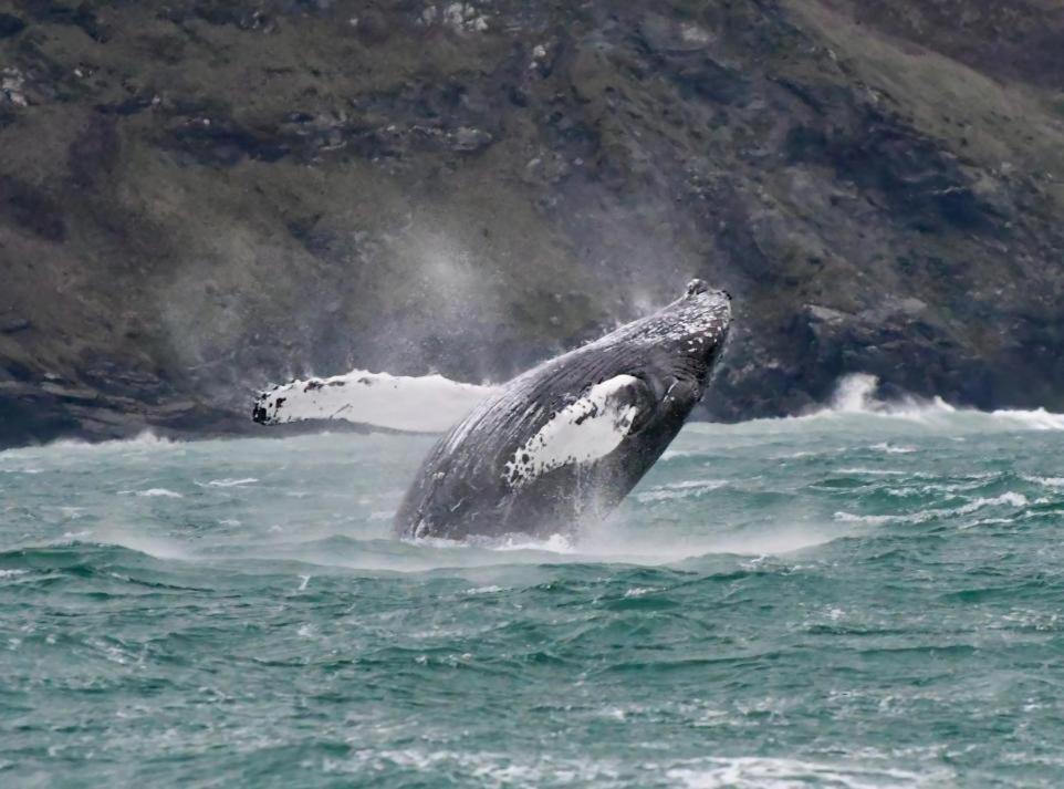 What A View Mevagissey Buitenkant foto